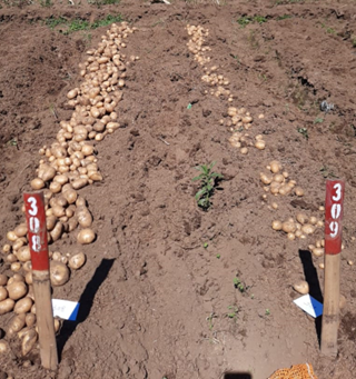 A picture of potato yields from two different plants. The yield from the late blight resistant potato is pictured on the left and the yield from the conventional potato is pictured on the right. The late blight disease resistant potato yield is greater than the yield from the conventional potato.